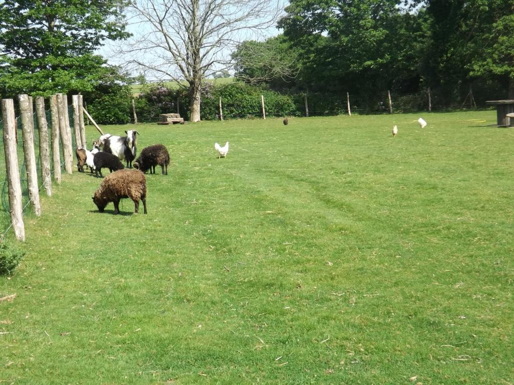 um grupo de ovinos a pastar num campo com aves em Gite De Penn Ar Stank em Pont-de-Buis