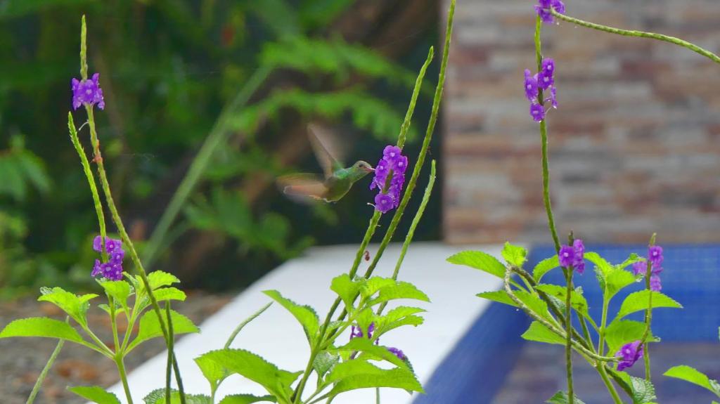 Zahrada ubytování Jardín de los Monos