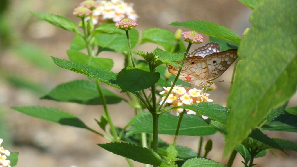 Fotografie z fotogalerie ubytování Jardín de los Monos v destinaci Matapalo