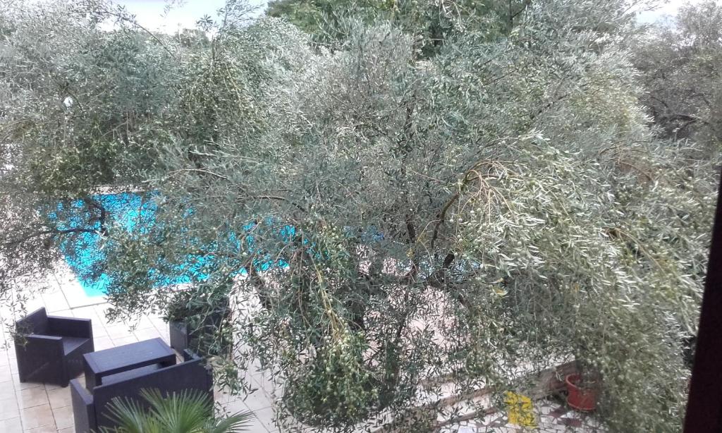 an overhead view of a large tree with blue leaves at Villa Carolina in Vabriga