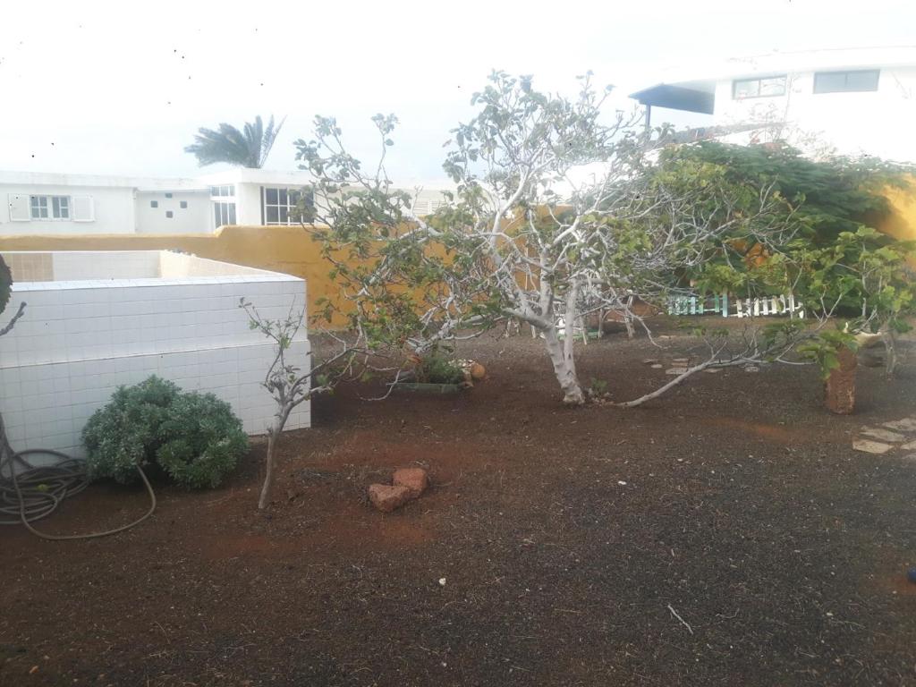 a garden with a small tree and a building at Blue Beach in Famara
