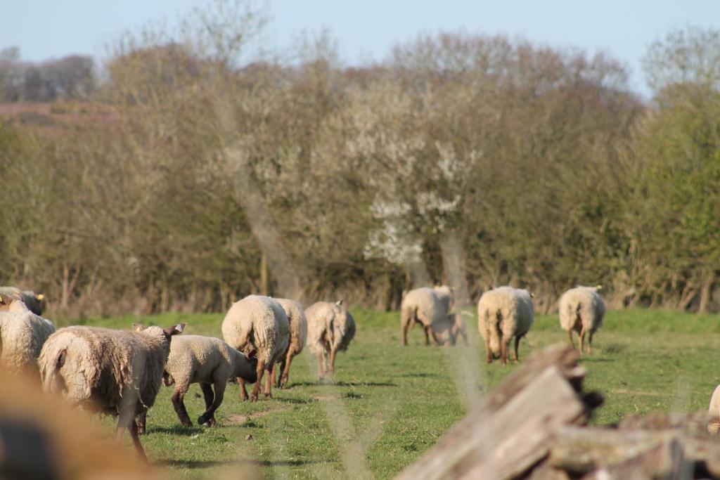 a herd of sheep grazing in a field at Les Ecuries in Saint-Maurice-en-Cotentin