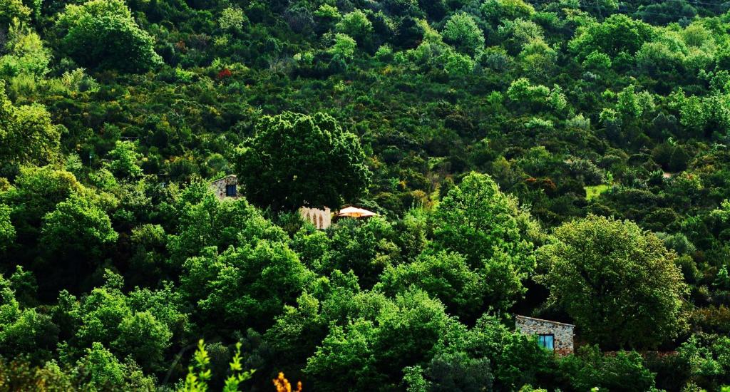 uma floresta de árvores com uma casa no meio em il cannito em Capaccio-Paestum