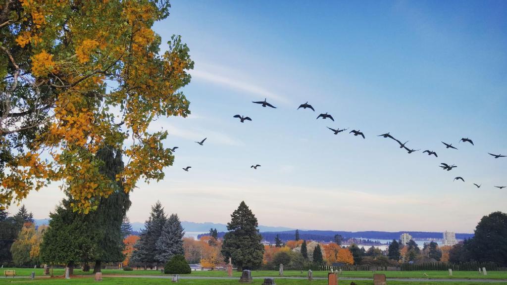 a flock of birds flying over a park with trees at AnnArthur Guest House in Nanaimo