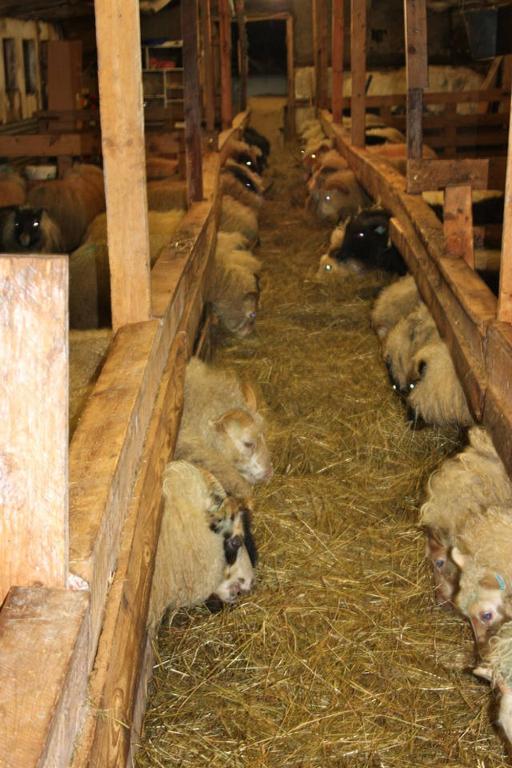 Animais no quarto em acomodação particular ou nos arredores