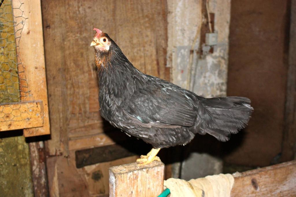 Animais no quarto em acomodação particular ou nos arredores