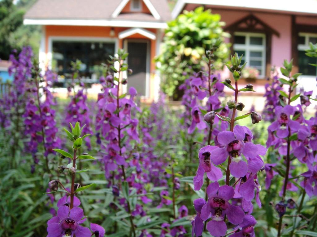 a bunch of purple flowers in front of a house at Li Jin Kuan Homestay in Nanzhuang