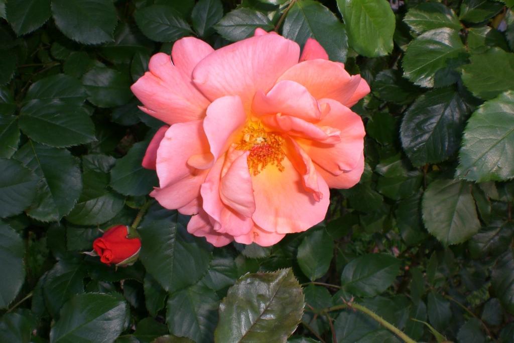 una flor rosa con una rosa roja en el fondo en Hotel Villa Ines, en Borca di Cadore