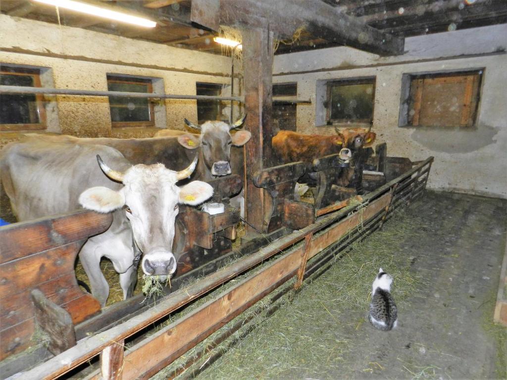 Zvířata v apartmánu nebo okolí