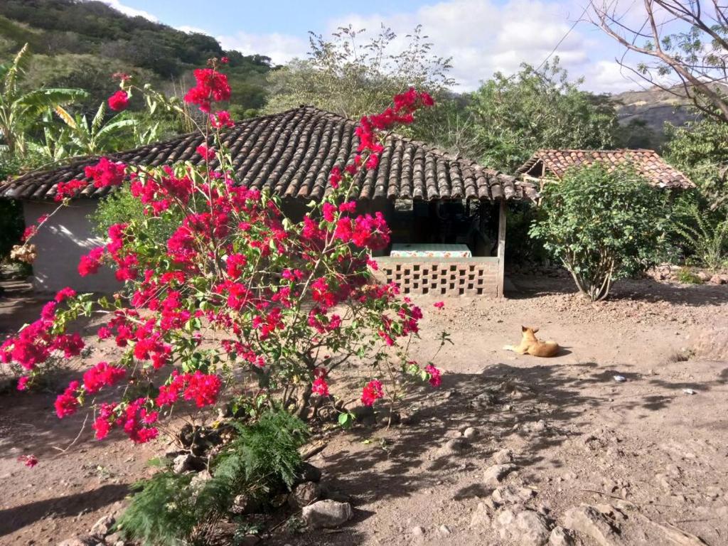 a dog laying in front of a house with pink flowers at La Ceibita Tours in Los Potrerillos