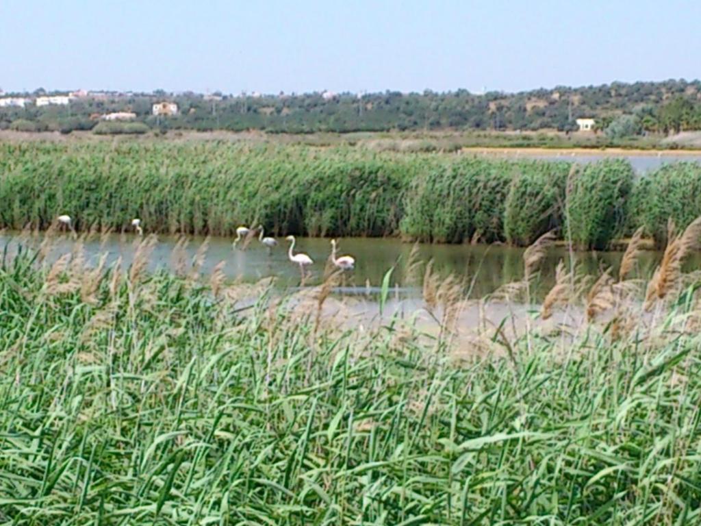 a group of birds standing in the water at Bayside Salgados in Albufeira