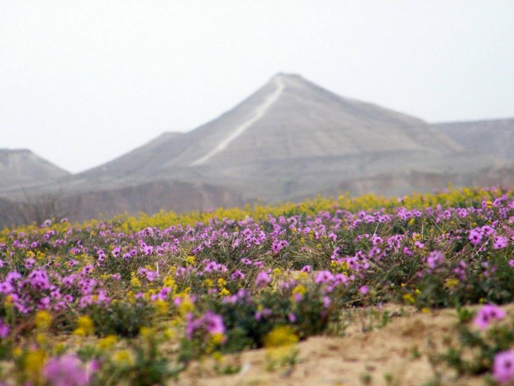 a field of flowers with mountains in the background at Yvonne Hostel Sde Boker in Midreshet Ben Gurion