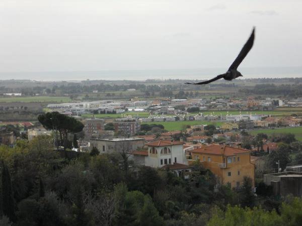 a bird flying over a city with buildings at al castello in Tarquinia