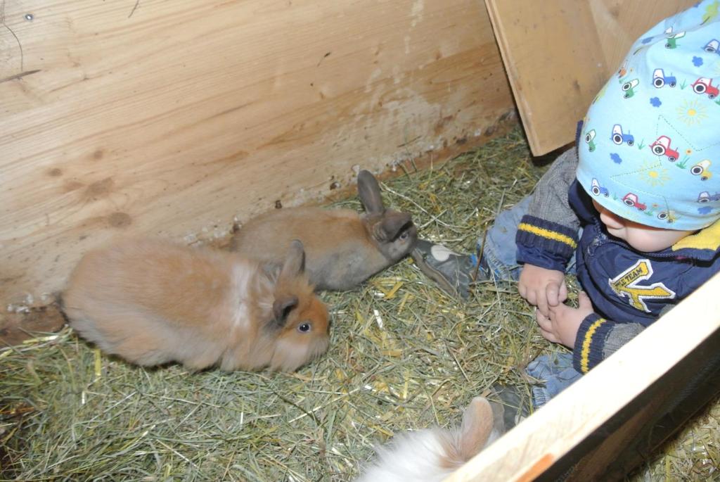 Zvířata v apartmánu nebo okolí