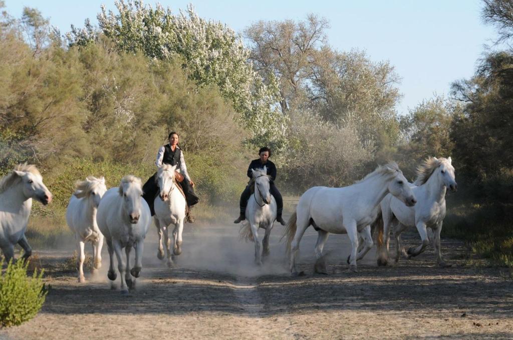 Altri animali domestici presso il bed & breakfast o nei dintorni