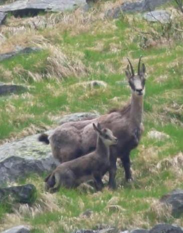 Altri animali domestici presso l'hotel o nei dintorni