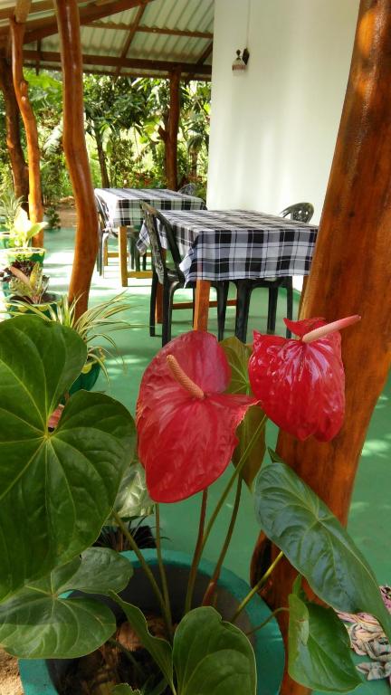 Zahrada ubytování Amaya River Side Homestay