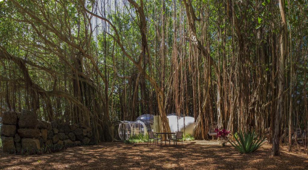 Zahrada ubytování Bubble Lodge Ile aux Cerfs Island