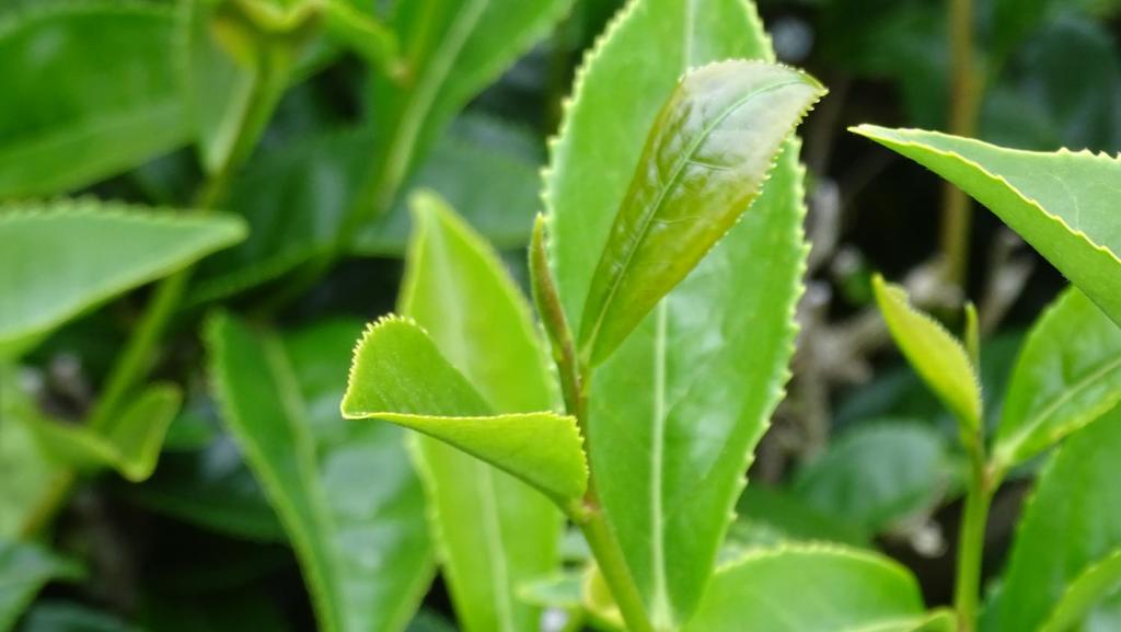 Argent Motor Lodge - Resim 13