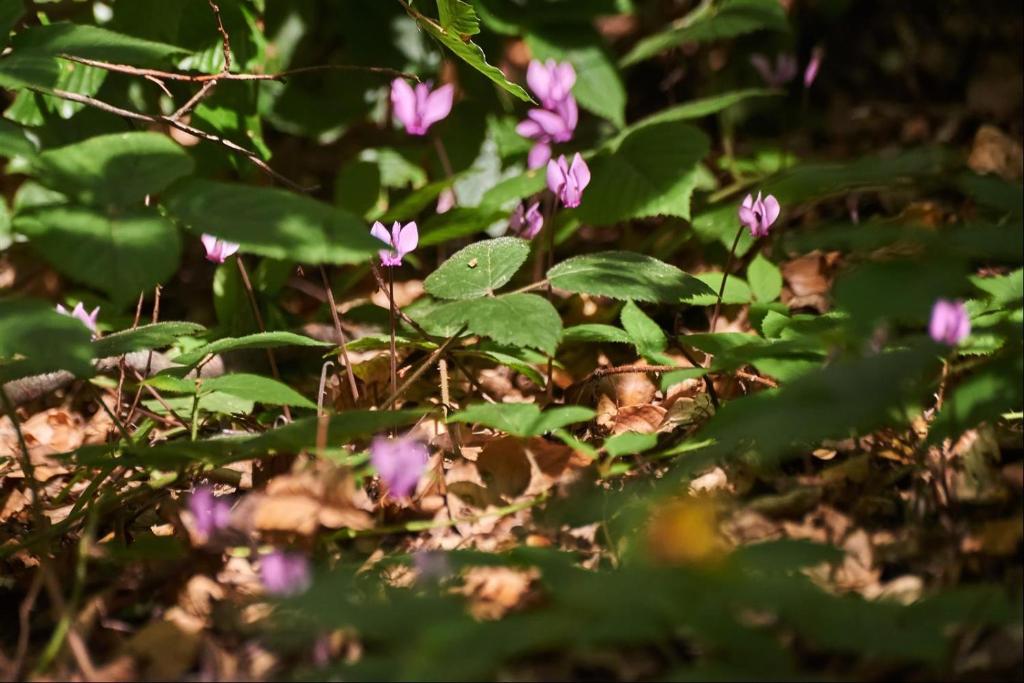Galeriebild der Unterkunft KUĆA ZA ODMOR LUCIJA in Čazma