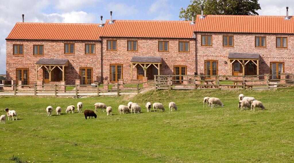un troupeau d'ovins herbivores dans un champ devant un bâtiment dans l'établissement Red House Farm Cottages, à Beverley
