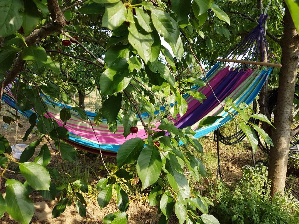 a colorful hammock hanging from a tree at Ginavilla in Keszthely