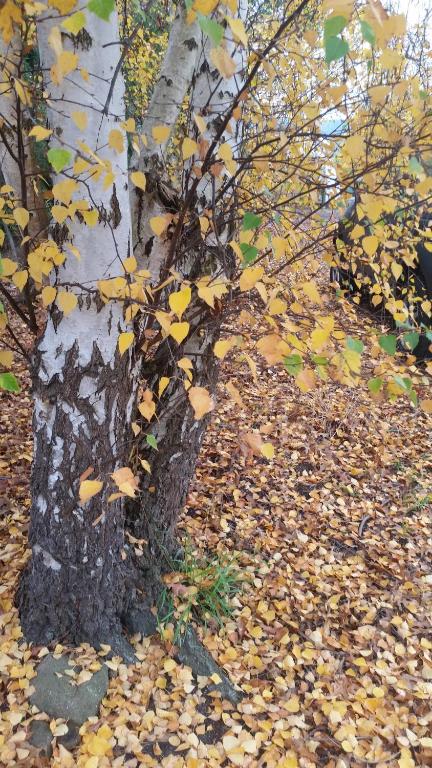 Fotografie z fotogalerie ubytování Birch Lane v destinaci Cradoc