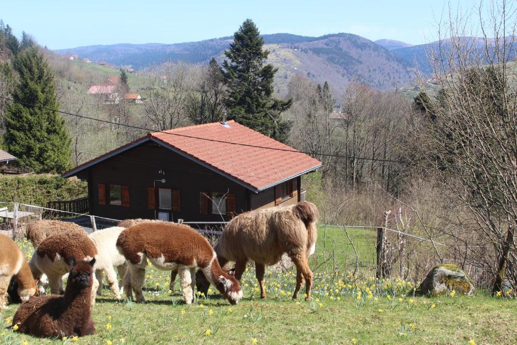 a group of sheep and chickens grazing in a field at Chalet Les Bouleaux, la montagne des lamas in La Bresse
