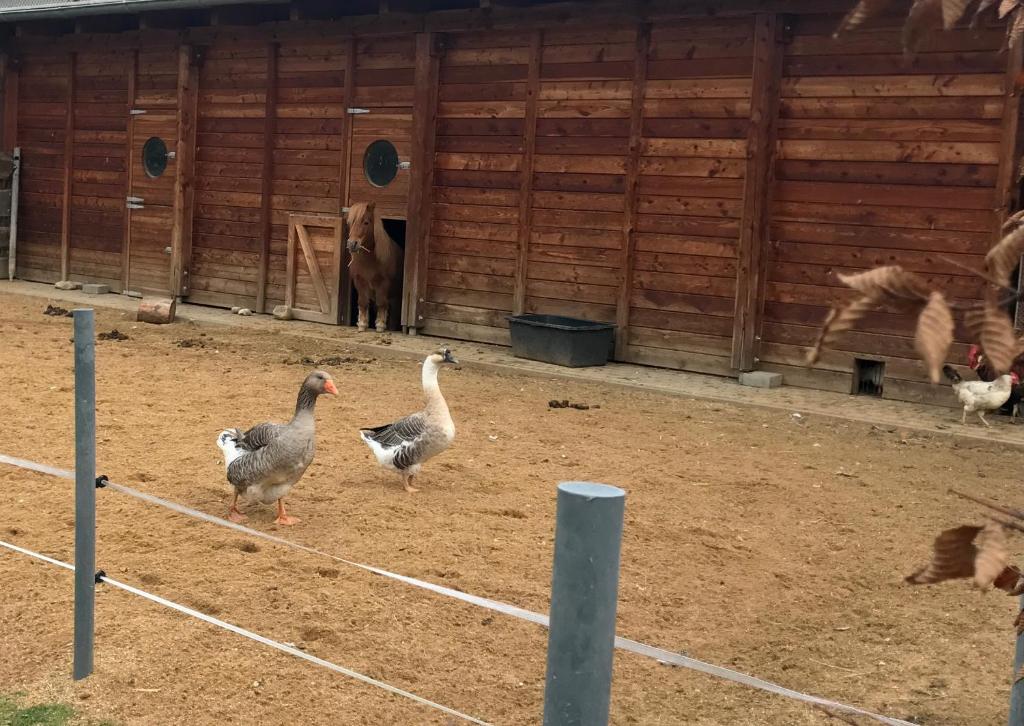 Zvířata v venkovského domu nebo okolí