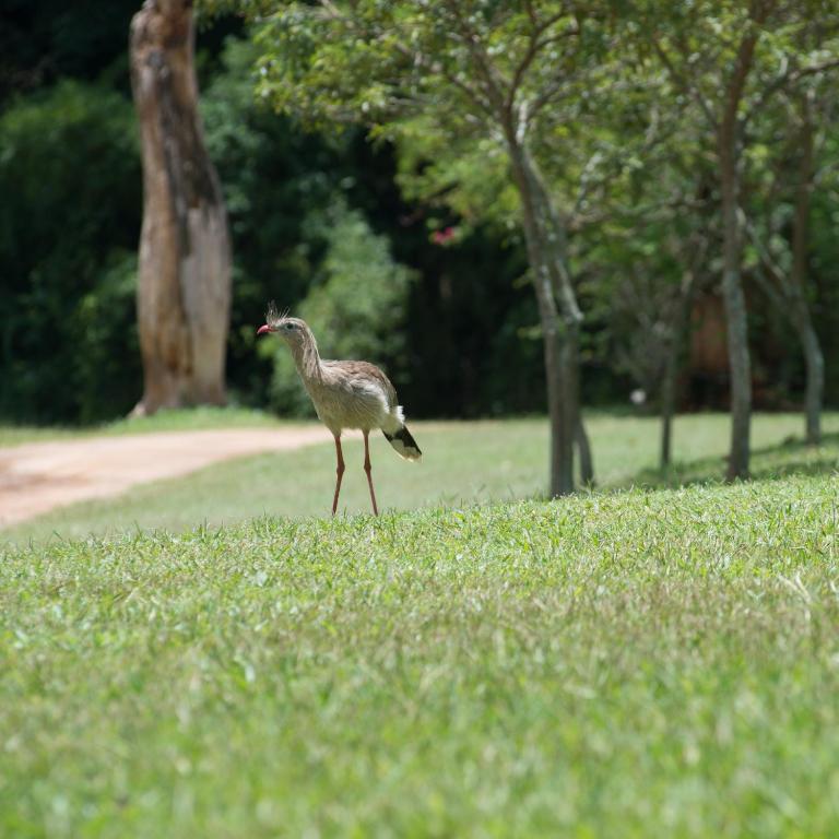  Fazenda Capoava