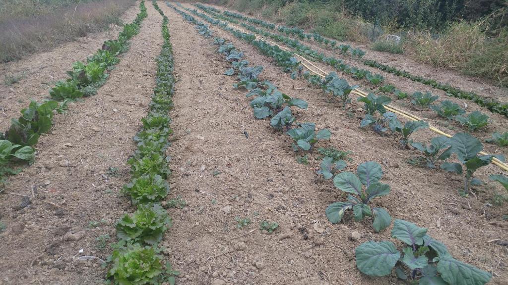 Vonkajšia záhrada v ubytovaní Agriturismo Parco Campofelice