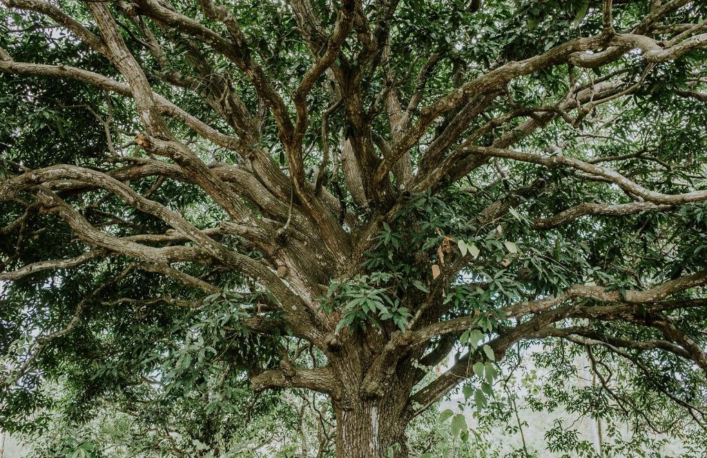 Batan Sabo & Co - 10