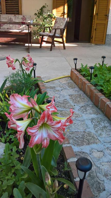 un gruppo di fiori rosa in un giardino di Apartmani Rukonić Aleksandar a Nerezine (Neresine)