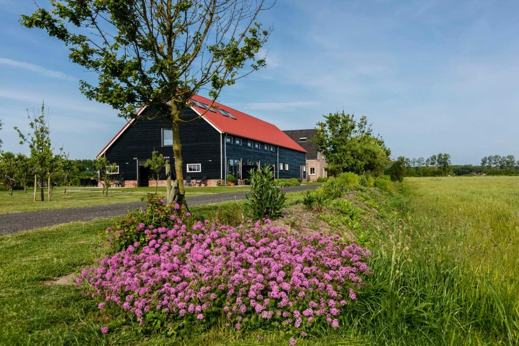 a field of pink flowers in front of a barn at Hofwestdijk in Vrouwenpolder