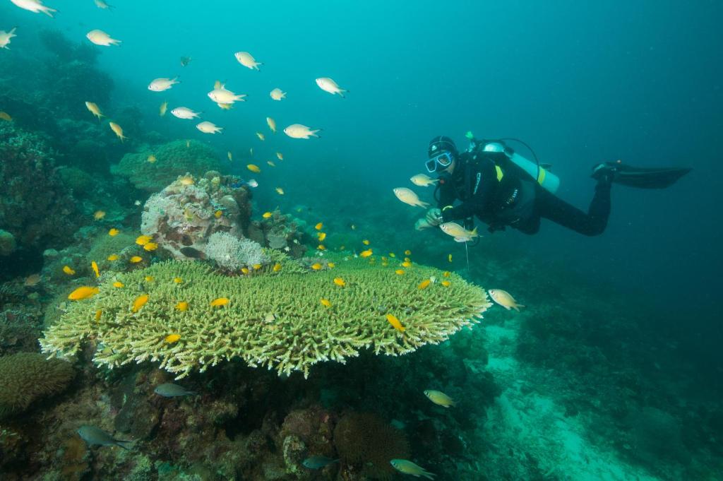 Hosté ubytování Magic Oceans Dive Resort
