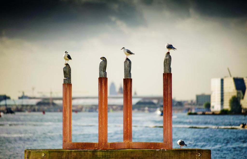a group of birds sitting on poles near the water at Botel in Amsterdam