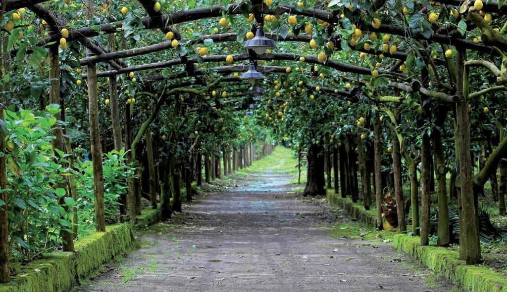 un huerto de manzanas colgando de los árboles en Agriturismo Il Convento en Massa Lubrense