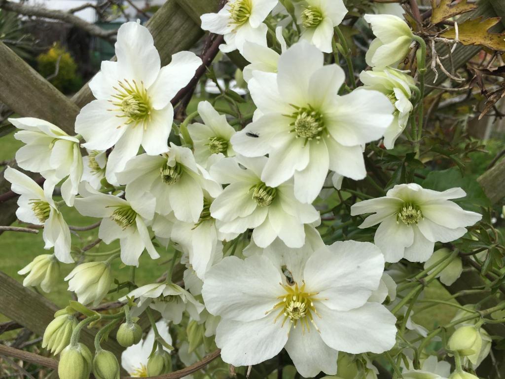 Clematis House Gloucester Road في تشلتنهام: حفنة من الزهور البيضاء على شجرة