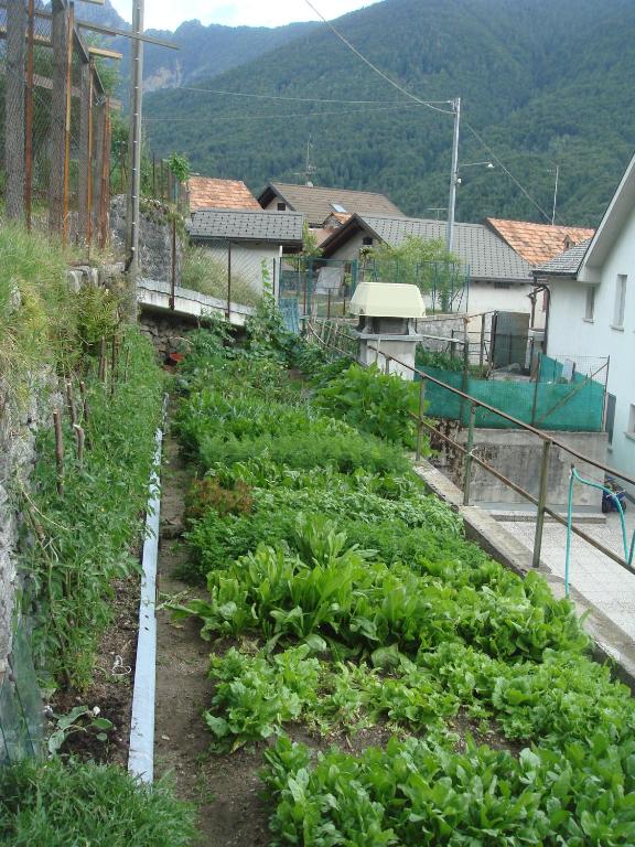 Zahrada ubytování Trattoria Bar Pace