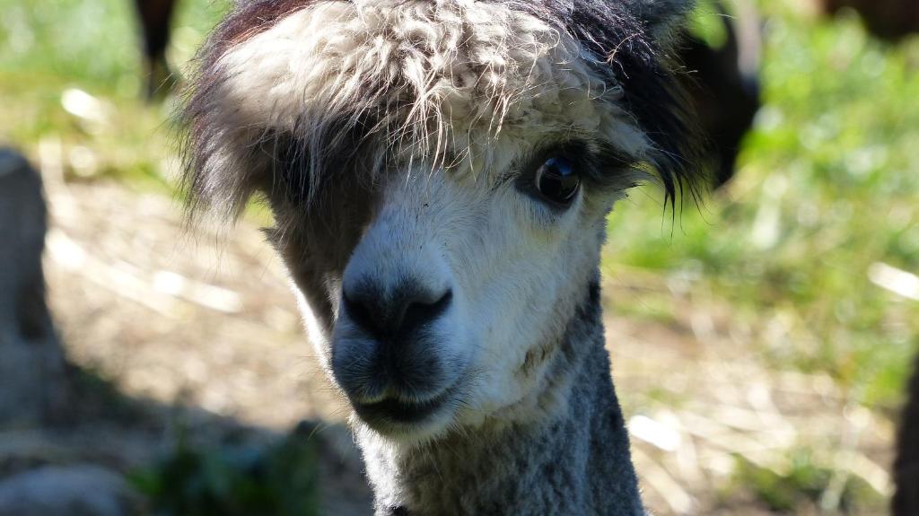 um close-up de um lama olhando para a câmera em Le Paradis des Animaux em Coublevie