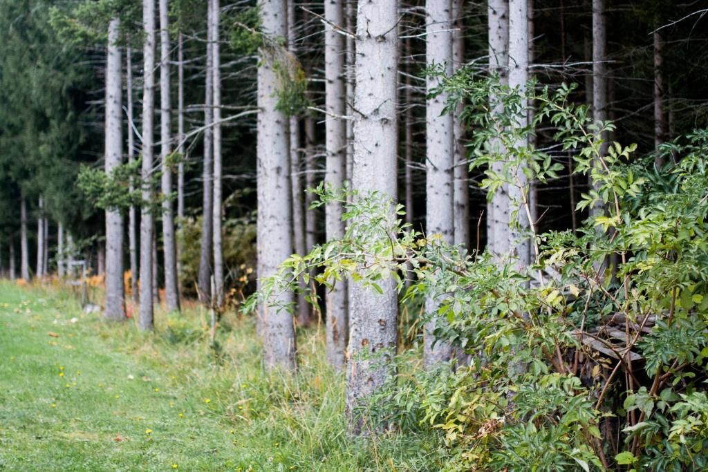 Zahrada ubytování Gasthof Pension Zoller