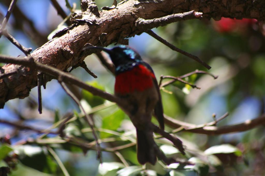 Animales en el lodge o alrededores