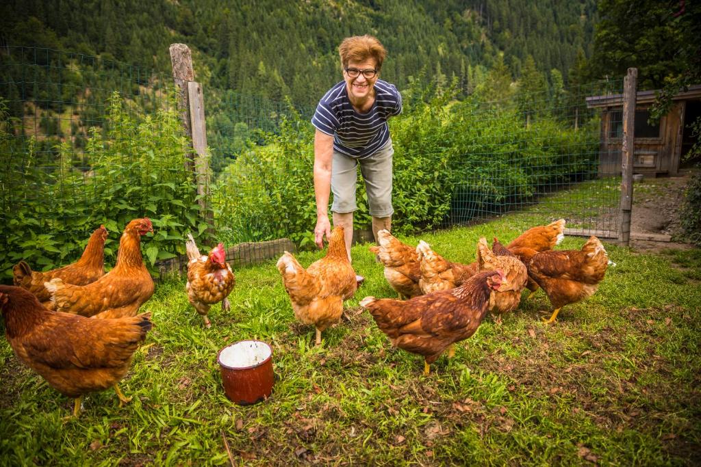 Zvířata v farmy nebo okolí