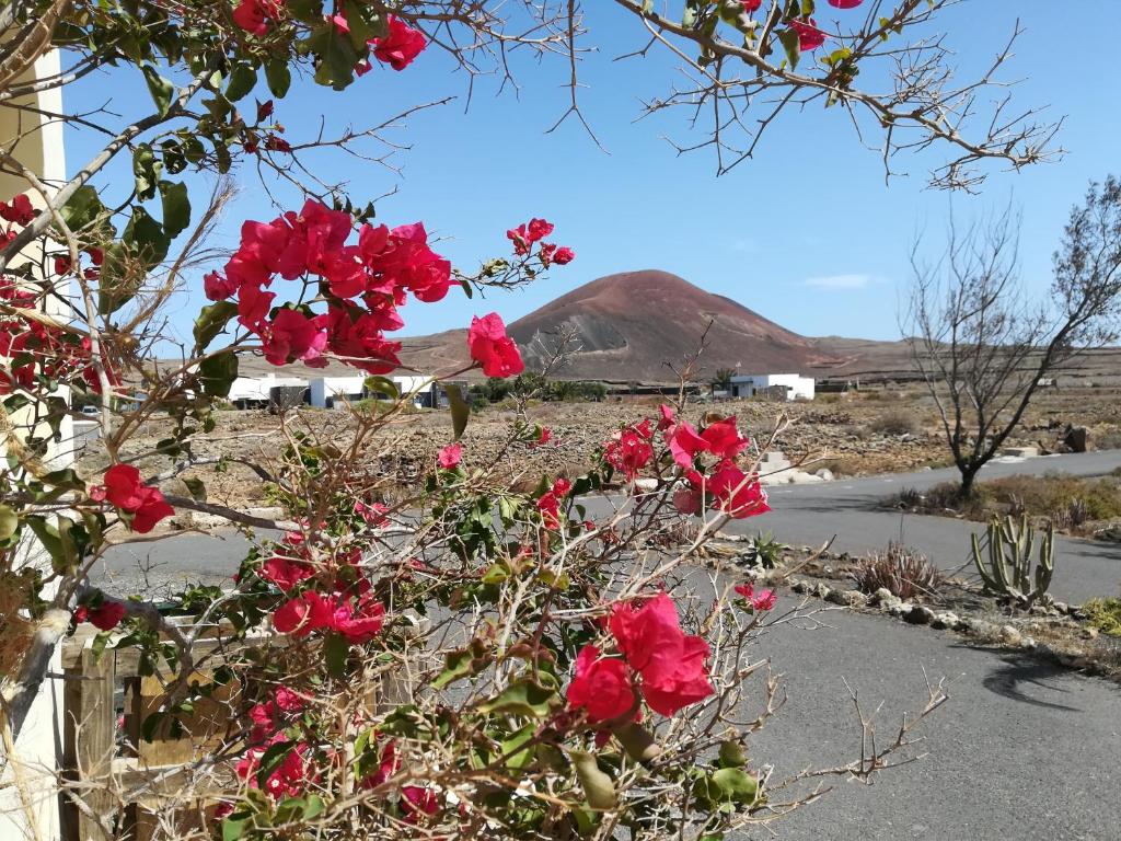 um arbusto de flores vermelhas com uma montanha ao fundo em Casa Papi em Lajares