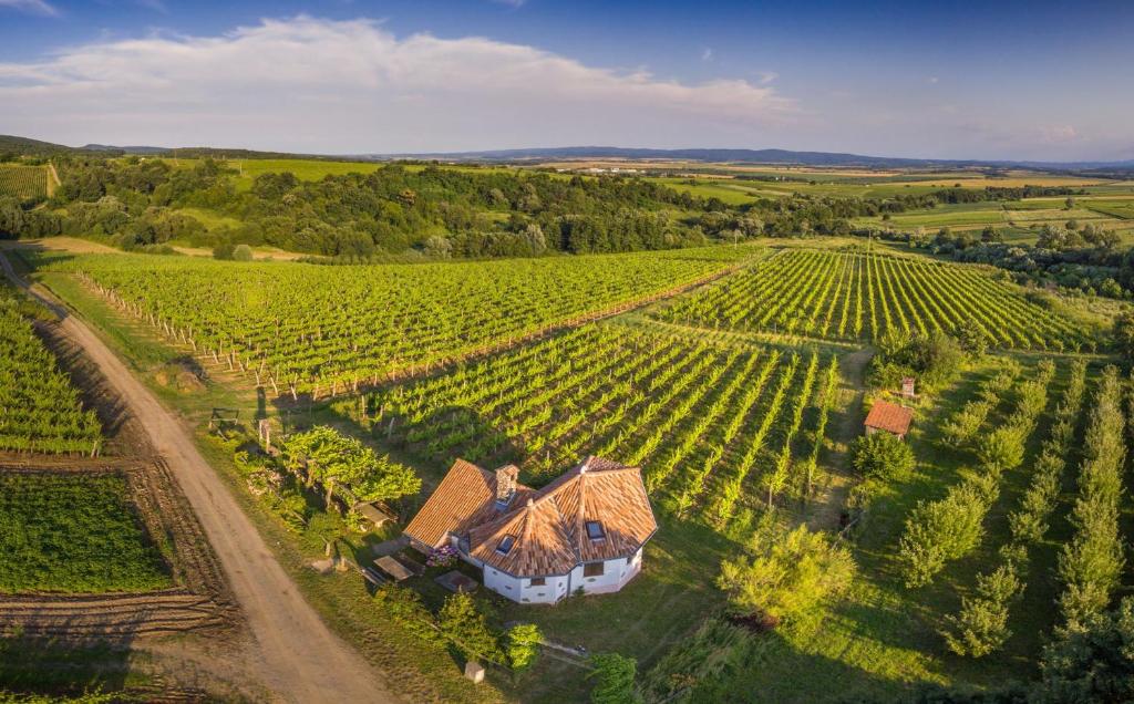 an aerial view of a house in the middle of a vineyard at Robinson Vila Kitokret in Kutjevo
