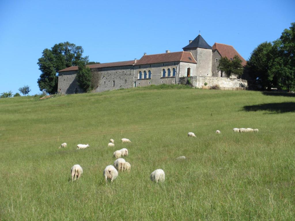 uma manada de ovinos a pastar num campo em frente a um edifício em Nature et Piscine au sommet du Périgord em Tourtoirac