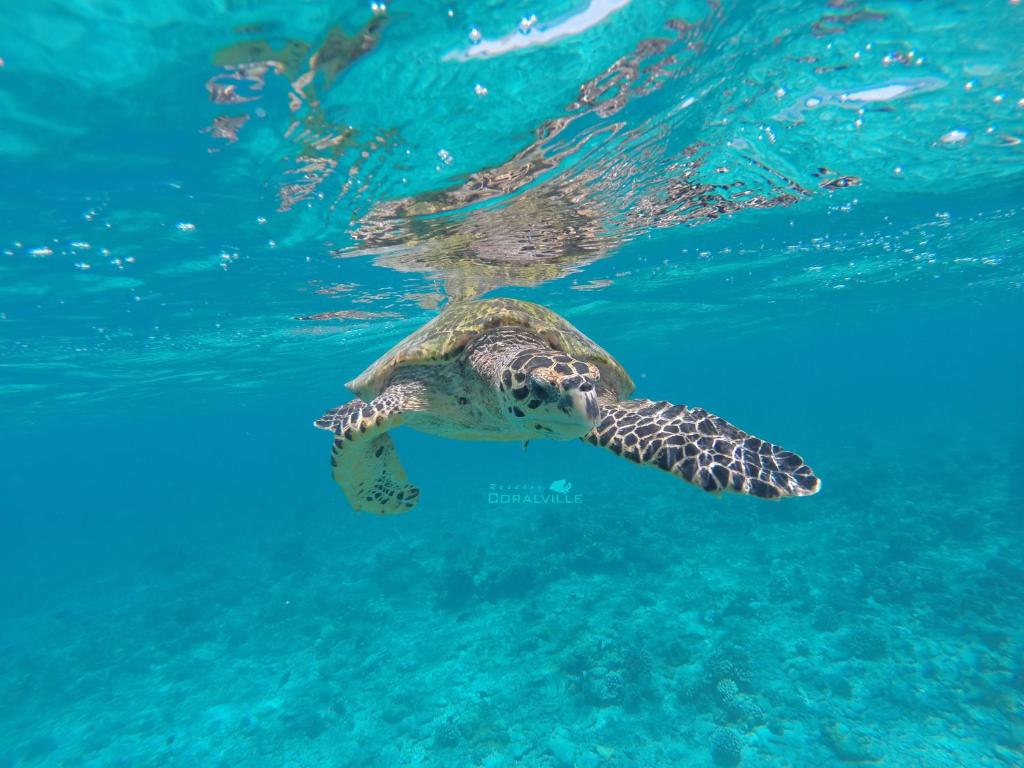 Hosté ubytování Rasdhoo Coralville