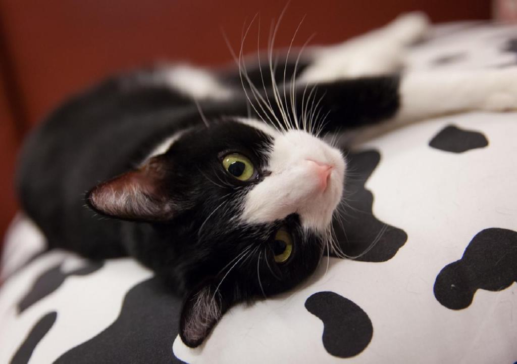 a black and white cat laying on a table at Wish Dream in Donggang