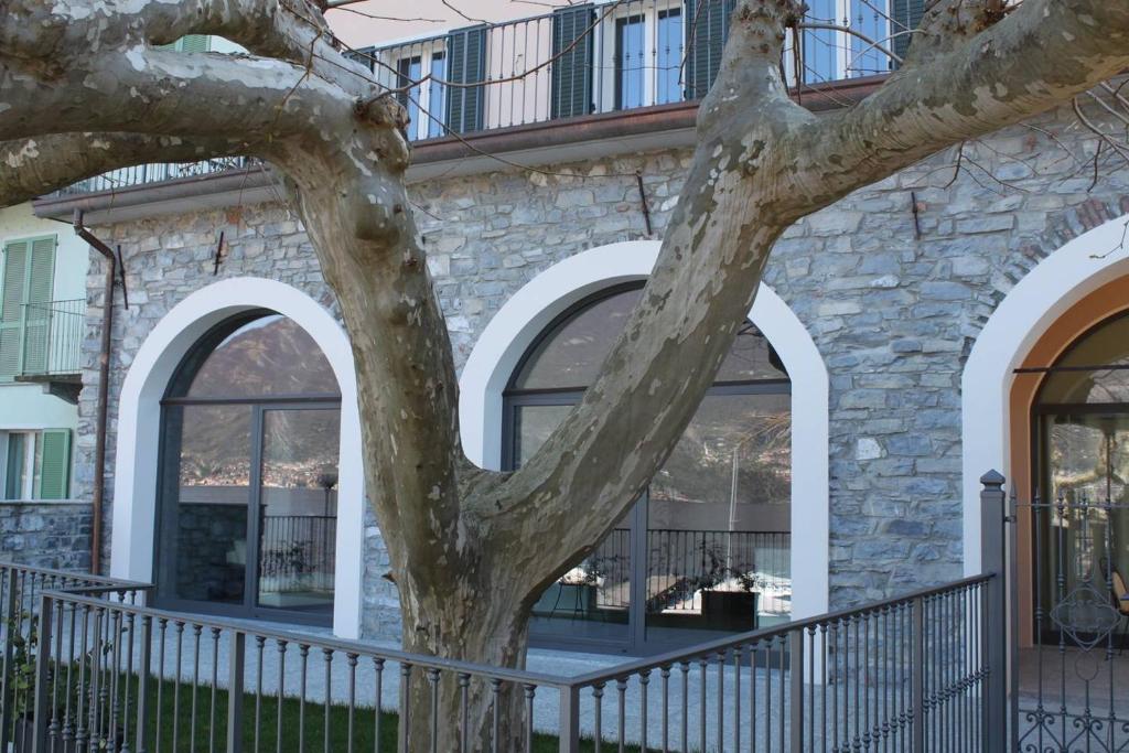 a tree in front of a building with windows at I Platani in Lezzeno