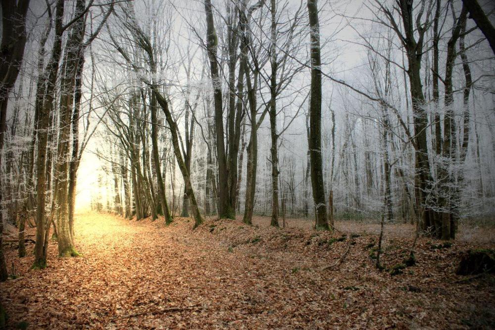 un camino en un bosque con árboles y hojas en Domaine De Frevent en Échouboulains